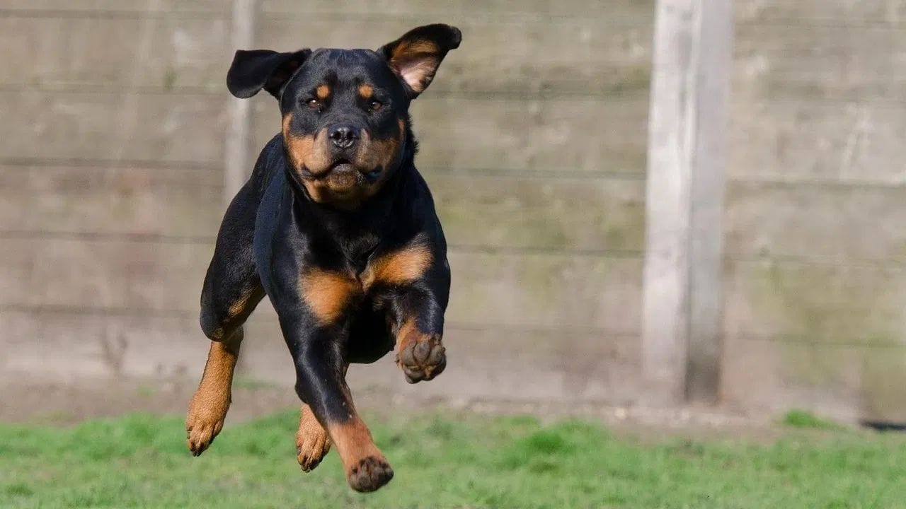 રોટવીલર કૂતરો: રોટવીલરને આક્રમક કૂતરો માનવામાં આવે છે. તેમના જાડા, સ્નાયુબદ્ધ શરીરનું વજન 150 પાઉન્ડથી વધુ હોઈ શકે છે. નિષ્ણાતો કહે છે કે, માલિકની યોગ્ય તાલીમ અને સંભાળથી રોટવીલરને સામાજિક બનાવી શકાય છે. તેમને પ્રેમાળ અને શાંત પાલતુ બનાવવા માટેની તાલીમ આપવામાં આવી શકે છે પણ હંમેશા તેમની દેખરેખ રાખવી જરૂરી છે.