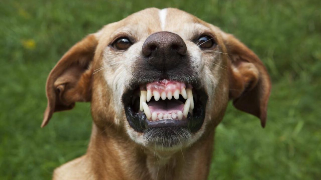 કેવી રીતે સુરક્ષિત રહેવું?: કૂતરાના કરડવાથી હળવાશથી ન લો. તબીબી સારવારની સાથે, કરડેલા ભાગને સાફ કરવાનું ભૂલશો નહીં. જો તમને કાપ લાગે તો કરડેલા ભાગને તાત્કાલિક સ્વચ્છ પાણી અને સાબુથી ધોઈ લો. જો કોઈ લાલાશ, પરુ અથવા સોજો દેખાય, તો તાત્કાલિક ડૉક્ટરનો સંપર્ક કરો. જો ટિટાનસ રસીની સમયસીમા સમાપ્ત થઈ ગઈ હોય, તો તેનું બૂસ્ટર લેવાનું ભૂલશો નહીં. જો કૂતરાના કરડવાથી આસપાસ બળતરા, તાવ અથવા નબળાઈ જેવા લક્ષણો દેખાય, તો તેને સેપ્સિસની ચેતવણી ગણો. કૂતરાના કરડવાને 'નાનો અકસ્માત' માનવાની અને તેને ભૂલી જવાની ભૂલ ન કરો.