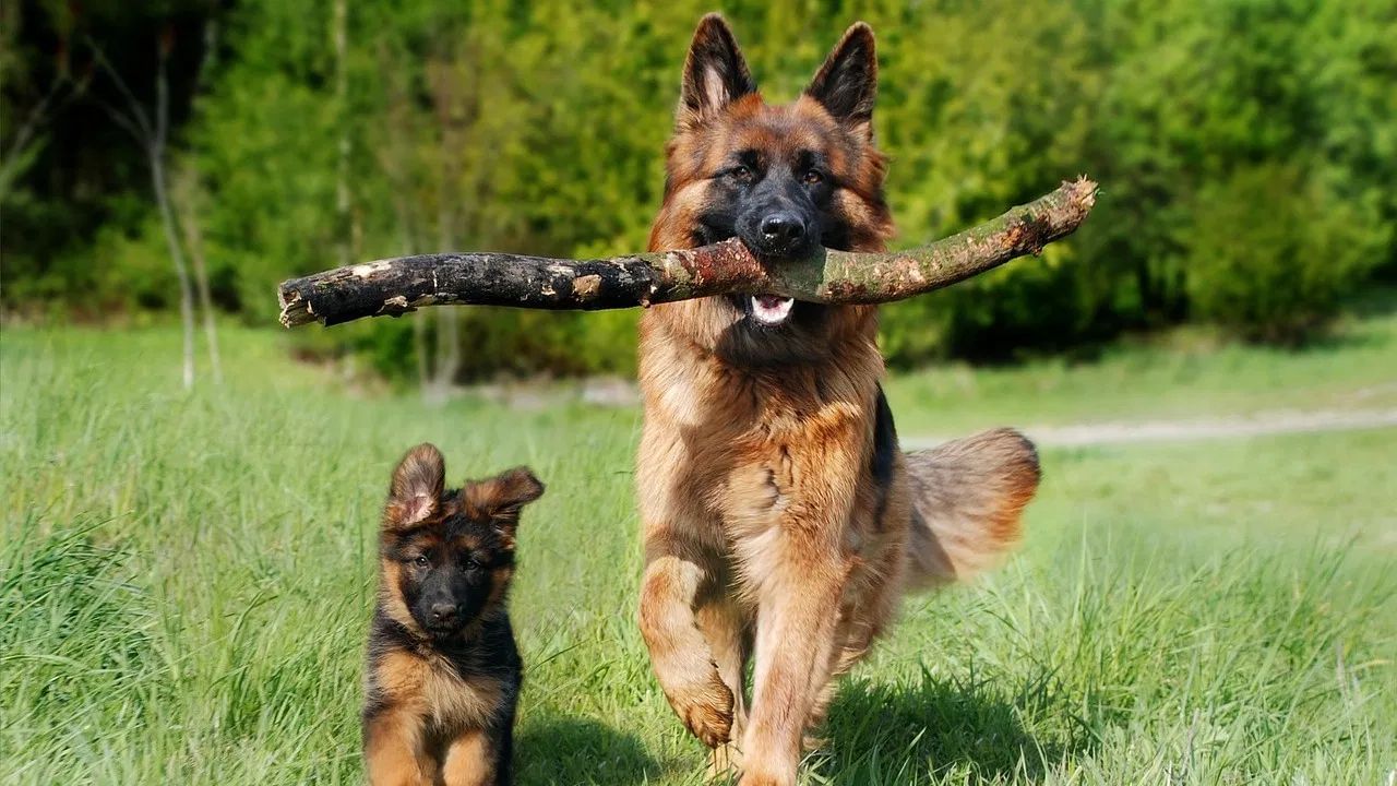 જર્મન શેફર્ડ: જર્મન શેફર્ડને ખૂબ જ બુદ્ધિશાળી કૂતરો માનવામાં આવે છે. તે પોલીસ અને શોધ કામગીરીમાં ઘણી ભૂમિકાઓ ભજવે છે. સૂંઘવાની ક્ષમતાને કારણે તેને કામગીરીનો ભાગ બનાવવામાં આવે છે. જો કે, આ કૂતરાને પણ તાલીમ આપવામાં આવે છે. તેમનું કદ અને સક્રિય શરીર પહેલી નજરે ડરામણું લાગે છે. તેમનું આક્રમક વર્તન અજાણ્યા લોકો માટે મુશ્કેલી ઊભી કરી શકે છે પરંતુ જો તેઓ નાની ઉંમરે લોકોને અને પ્રાણીઓને મળે, તો તે પ્રેમાળ પાલતુ પ્રાણી બની શકે છે.