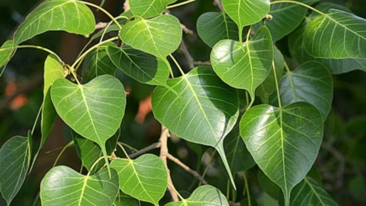 ધાર્મિક માન્યતા છે કે પીપળાના ઝાડમાં દેવતાઓનો વાસ હોય છે. આવી સ્થિતિમાં શિવલિંગ પર પીપળાના પાન પણ ચઢાવવામાં આવે છે, ખાસ કરીને સોમવતી અમાવસ્યાના દિવસે. શિવલિંગ પર પીપળાના પાન ચઢાવવાથી ફાયદો થાય છે.
