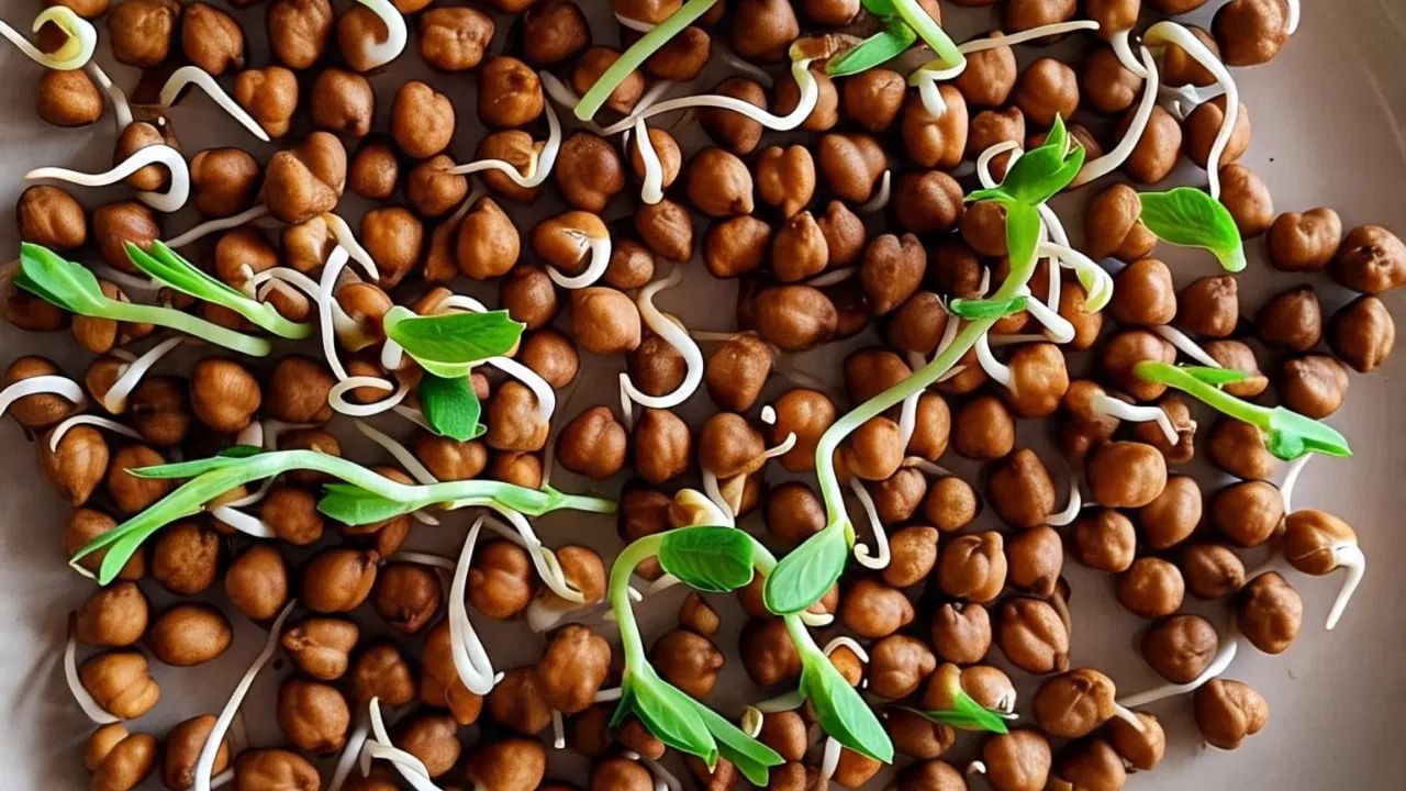 ફણગાવેલા ચણા - તમે નાસ્તામાં ફણગાવેલા ચણા સમાવેશ કરી શકો છો. તે શાકાહારીઓ માટે પ્રોટીનનો સારો સ્ત્રોત છે. હેલ્થનાં નિષ્ણાત અનુસાર, એક કપ ફણગાવેલા ચણા (લગભગ 140 ગ્રામ) માં 480 કેલરી, 84 ગ્રામ કાર્બોહાઇડ્રેટ્સ, 36 ગ્રામ પ્રોટીન, 8 ગ્રામ ચરબી, તેમજ 5% વિટામિન સી અને 40% આયર્ન હોય છે.