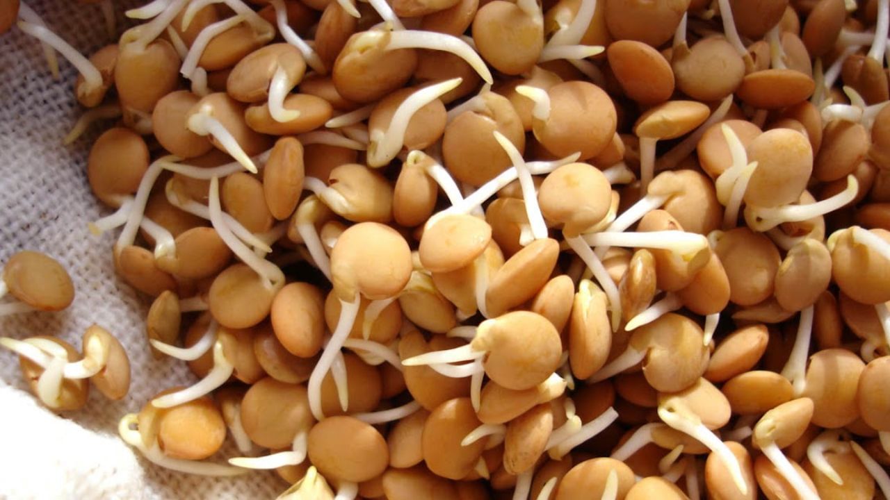 ફણગાવેલા મસૂર - ફણગાવેલા મસૂર ફક્ત સ્વાદિષ્ટ જ નહીં, પણ સ્વાસ્થ્ય માટે પણ ખૂબ ફાયદાકારક છે. તેમાં પ્રોટીન, ફાઈબર, અને વિટામિન્સ ભરપૂર માત્રામાં હોય છે. ફણગાવવાથી તેમાં રહેલા પોષક તત્વોનું પ્રમાણ વધે છે અને તે પચવામાં પણ સરળ બને છે. તે શરીરમાં ઊર્જા અને રોગપ્રતિકારક શક્તિ વધારવામાં મદદ કરે છે.