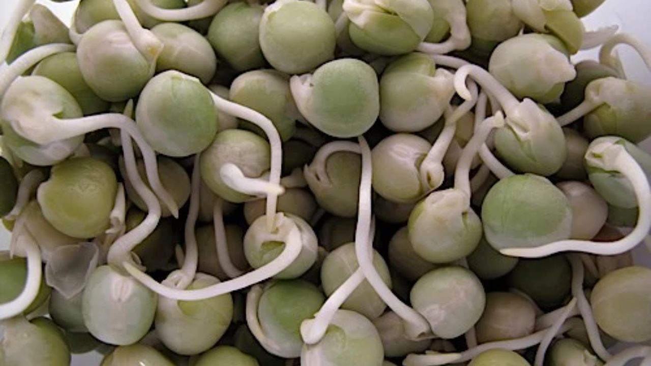 ફણગાવેલા વટાણા - વટાણામાં પ્રોટીન, વિટામિન સી અને વિટામિન બી9 (ફોલેટ) નો ઉત્તમ સ્ત્રોત છે. ઘણા લોકો તેનાથી અજાણ છે, પરંતુ તે સ્વાસ્થ્ય માટે ખૂબ ફાયદાકારક છે. તમે તેને ફણગાવીને તમારા આહારમાં સામેલ કરી શકો છો અને તેના પોષક તત્વોનો લાભ લઈ શકો છો.