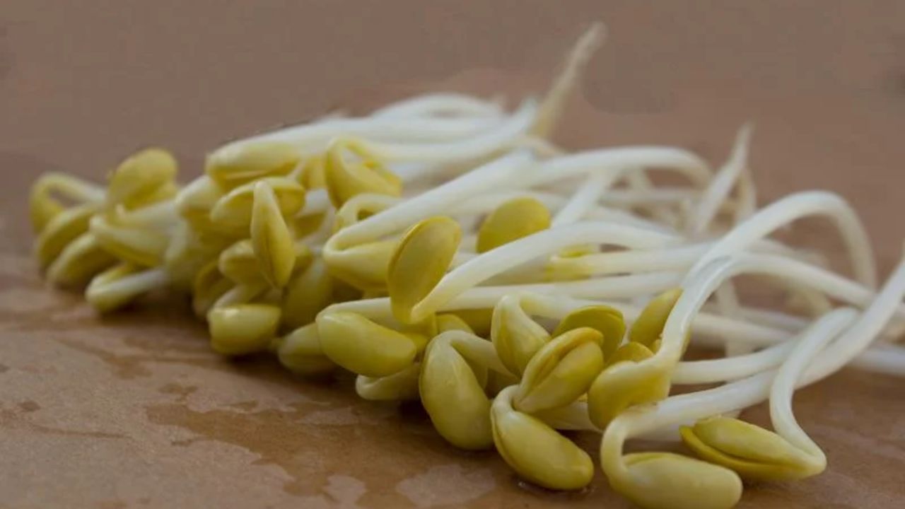 ફણગાવેલા સોયાબીન - ફણગાવેલા સોયાબીન એક અત્યંત પૌષ્ટિક આહાર છે, જે તમારા શરીર માટે ઘણા ફાયદાઓ ધરાવે છે. સોયાબીનમાં 70 ગ્રામમાં 85 કેલરી, 9 ગ્રામ પ્રોટીન, 12% વિટામિન સી, 30% ફોલેટ અને 8% આયર્ન હોય છે. સોયાબીનને ફણગાવવાથી તેમાં રહેલા ફાયટિક એસિડનું સ્તર ઘટે છે. ફાયટિક એસિડ એક એવું તત્વ છે જે આયર્ન, ઝીંક અને કેલ્શિયમ જેવા ખનિજોના શોષણને અવરોધે છે. જ્યારે સોયાબીન ફણગાવવામાં આવે છે, ત્યારે આ એસિડનું પ્રમાણ ઓછું થઈ જાય છે, જેનાથી શરીર આ ખનિજોને વધુ સારી રીતે શોષી શકે છે.