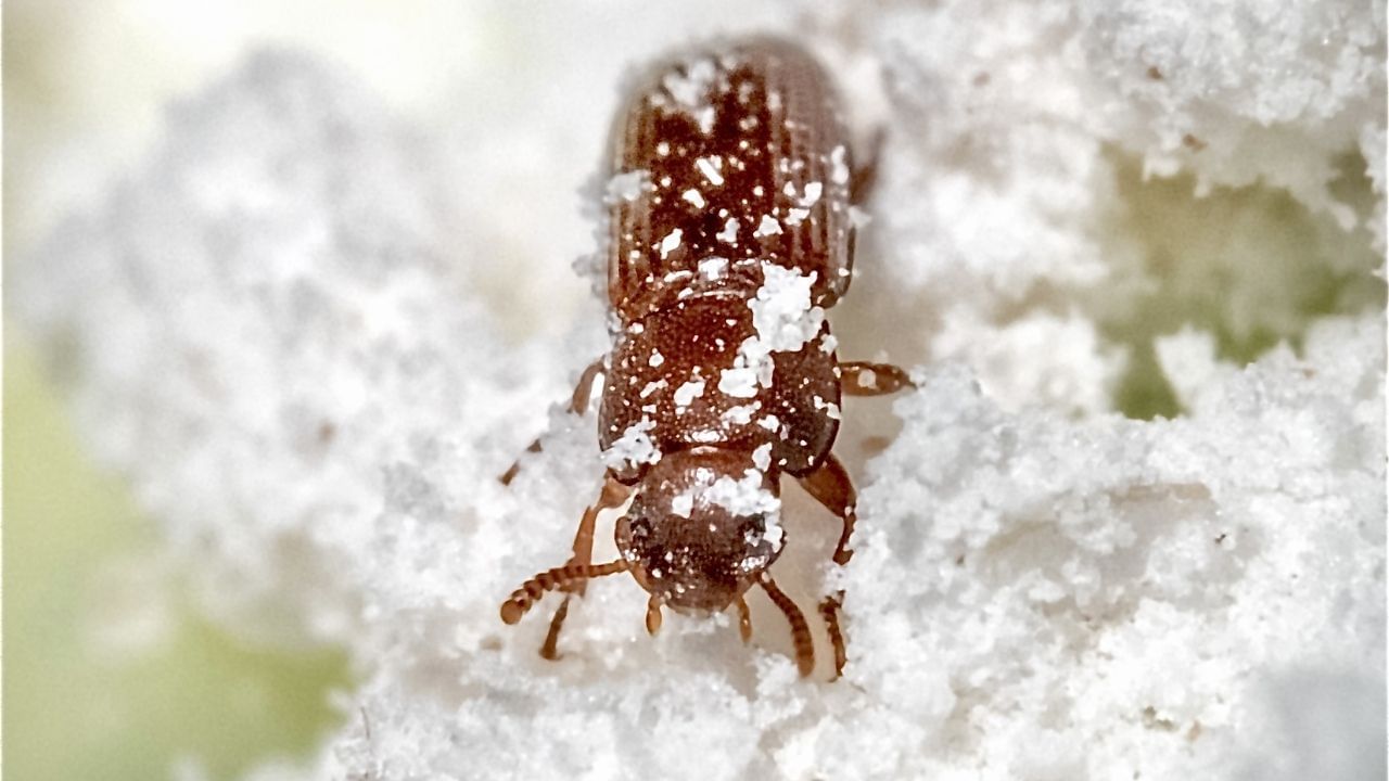 તમાલપત્ર અસર બતાવશે: ધનેરાથી છુટકારો મેળવવા માટે તમે તમાલપત્રનો પણ ઉપયોગ કરી શકો છો. 3-4 તમાલપત્ર પૂરતા હશે. તમે જોશો કે જીવાત લોટમાંથી ભાગવા લાગશે.