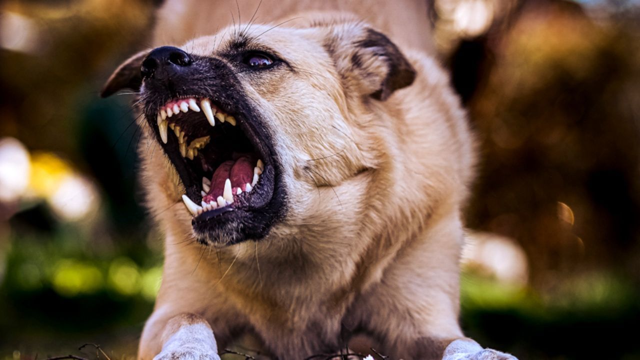 કૂતરાના કરડવાને 'નાનો અકસ્માત' માનવાની ભૂલ ન કરો. ખાસ કરીને ત્રીજા રોગ સેપ્સિસને સમજવું મહત્વપૂર્ણ છે. અહીં કૂતરાઓના વર્તનને સમજવું પણ મહત્વપૂર્ણ છે, તેઓ માણસો પર કેમ હુમલો કરે છે અથવા રખડતા કૂતરાઓ શા માટે આટલા આક્રમક બને છે. તમને જણાવી દઈએ કે સામાન્ય રીતે પાલતુ કૂતરાઓને તાલીમ આપવામાં આવે છે કે ક્યારે કોના પર હુમલો કરવો અથવા પાલતુ કૂતરાને ખબર પડે છે કે તેણે ભૂલ કરી છે અને પીછેહઠ કરે છે. પરંતુ રખડતા કૂતરાઓનો શિકારી સ્વભાવ હોય છે જે સહેજ પણ ભય પર હુમલો કરે છે. આ ઉપરાંત પાલતુ કૂતરાઓને રસી આપવામાં આવે છે જ્યારે રખડતા કૂતરાઓને રસી આપવામાં આવતી નથી. તેથી તેમના કરડવાથી હડકવા અથવા સેપ્સિસ જેવા રોગોનું જોખમ વધારે હોય છે.