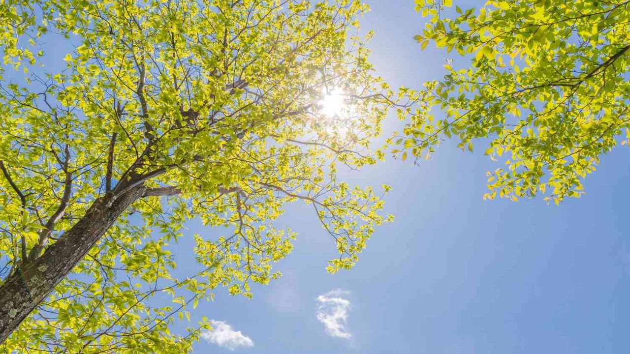 લોહીમાં વિટામિન ડીનું સ્તર કેટલું હોવું જોઈએ?: એ જાણવું ખૂબ જ મહત્વપૂર્ણ છે કે દરેક વ્યક્તિ જે વિટામિન ડી વિશે વાત કરે છે તેનું માપ શું હોવું જોઈએ. ચાલો તમને જણાવી દઈએ કે લોહીમાં વિટામિન ડીનું સ્તર 30 નેનોગ્રામથી વધુ હોવું જોઈએ. જો કોઈનું લેવલ 10 નેનોગ્રામથી ઓછું હોય તો તેને ગંભીર તબક્કો માનવામાં આવે છે. WHO રિપોર્ટમાં એ પણ જાણવા મળ્યું છે કે શહેરી લોકોમાં વિટામિન ડીનું સ્તર 7.7 નેનોગ્રામ હતું જે એક ખતરનાક તબક્કો છે જ્યારે ગ્રામીણ લોકોનું સ્તર 16.2 નેનોગ્રામ હતું.