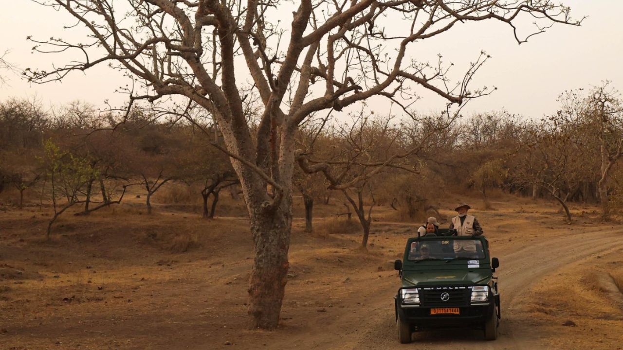 ભારતમાં સતત સિંહોની સંખ્યા ઓછી થઈ રહી છે. તેની પાછળ અનેક કરાણો જવાબદાર છે. જેમાંથી સૌથી પહેલું કારણ જંગલની કાપણી અને શહેરી કરણના કારણે જંગલોને કાપવામાં આવી રહ્યા છે. જેના કારણે સિહંને ફરવા અને રહેવાની જગ્યા ઓછી થઈ રહી છે.