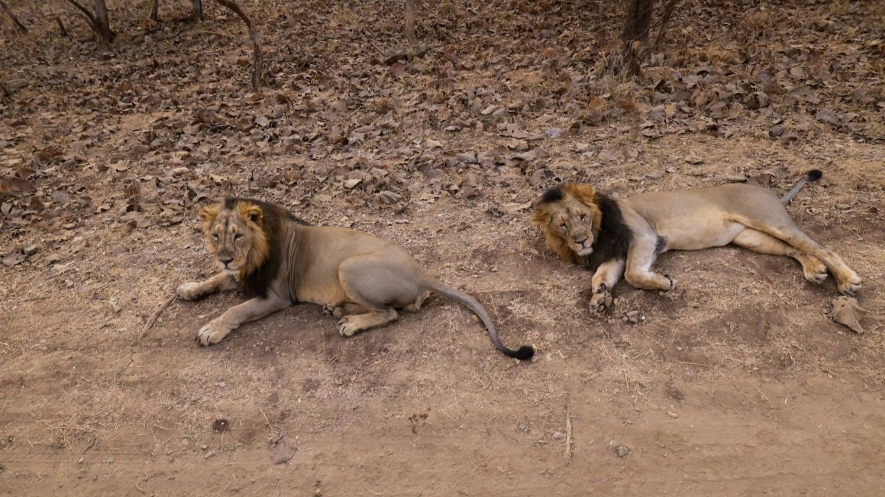 હજુ પણ ભારતના કેટલાક એવા સ્થળો છે, જ્યાં તમને સિંહ જોવા મળે છે.આ સ્થળોએ જંગલ સફારી કરતી વખતે તમે જંગલના રાજા સિંહને જોઈ શકો છો. તો જો તમે પણ સિંહને નજીકથી જોવા માંગતા હો, તો ચાલો અમે તમને જણાવીએ કે તમે ગુજરાતમાં ક્યાં જઈ શકો છો.