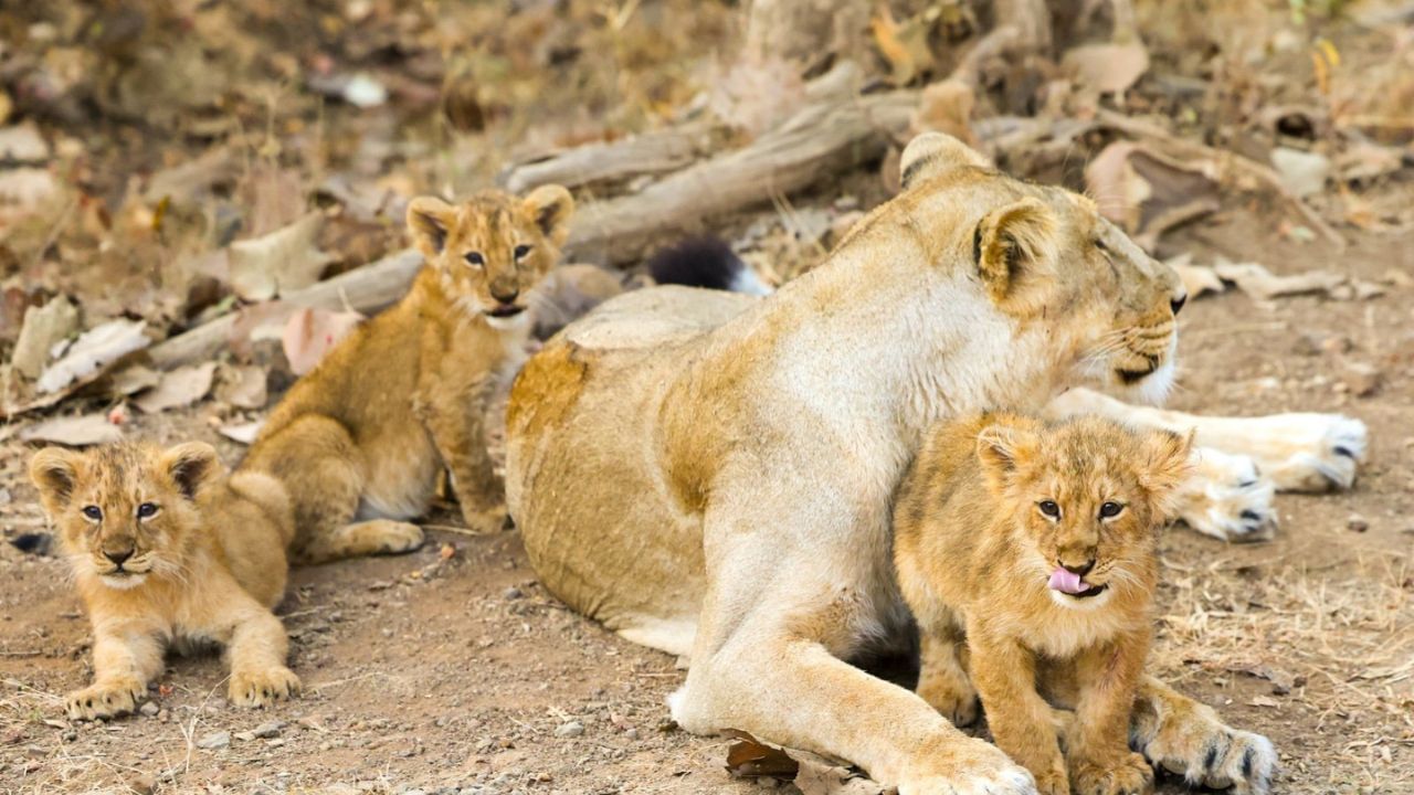 ગુજરાતમાં તમે જો પરિવાર સાથે સિંહ દર્શનનો પ્લાન બનાવો છો. તો ગુજરાતનું ગીર નેશનલ પાર્ક સૌથી બેસ્ટ માનવામાં આવે છે. અહી તમે સિંહને જંગલ સફારી કરીને પણ જોઈ શકો છો. આ એક ગાઢ જંગલ છે. જ્યાં સિંહો આરામથી રહે છે.