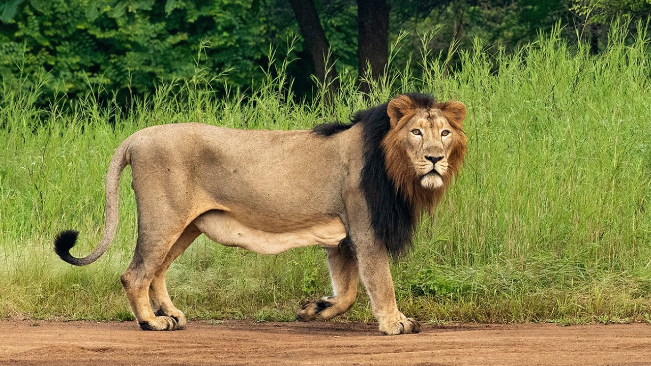 જ્યાં તમે સિંહને નજીકથી જોઈ શકો છો. અહીં તમે સિંહને ચાલતા અને આરામ કરતો જોઈ શકો છો.જો તમે વન્યજીવનનો આનંદ માણવા માંગતા હો, તો ગીર નેશનલ પાર્કની મુલાકાત લેવાનો પ્લાન બનાવો. જંગલ સફારી દરમિયાન સિંહ અને દીપડા અહીં સરળતાથી ફરતા જોવા મળે છે. જાણો મુલાકાત લેવાનો શ્રેષ્ઠ સમય કયો છે?