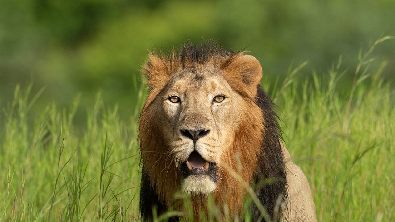 ગીર નેશનલ પાર્કમાં સૌથી મોટું આકર્ષણ જંગલ સફારી છે. તમે ઓનલાઈન અથવા ઓફલાઈન બંને રીતે ફોરેસ્ટ સફારી બુક કરાવી શકો છો. અહીં પહોંચ્યા પછી તમે સફારી પણ બુક કરાવી શકો છો. જંગલ સફારીનો સમય સવારે 6:30 થી 9:30 વાગ્યા સુધીનો છે. બીજો રાઉન્ડ બપોરે 3:00 થી સાંજે 6:00 વાગ્યા સુધીનો છે.