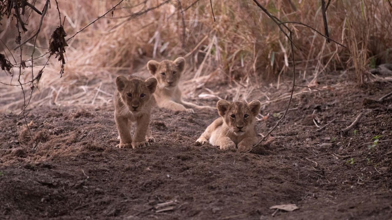 ગીરની મુલાકાત લેવાનો શ્રેષ્ઠ સમય ઓક્ટોબર-નવેમ્બર અને પછી ફેબ્રુઆરી અને માર્ચ માનવામાં આવે છે. આ સમયે તમે એશિયાઈ સિંહો,  અને અન્ય જંગલી પ્રાણીઓને ફરતા જોઈ શકો છો. 