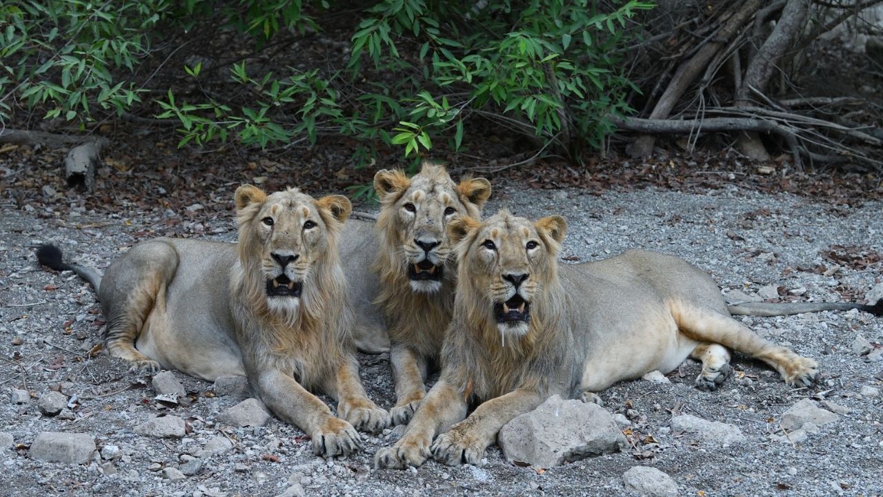 ચોમાસા દરમિયાન જૂનથી સપ્ટેમ્બર સુધી આ પાર્ક બંધ રહે છે. જો ગીરમાં રહેવાની વાત આવે તો તમે ગીરની આસપાસ અનેક હોટલ અને રિસોર્ટ આવેલા છે. જ્યાં તમે પરિવાર સાથે રહી શકો છો.