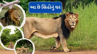 Travel tips : જો તમારે સિંહ દર્શન કરવા હોય, તો ગુજરાતના આ સ્થળ પર પહોંચી જાવ