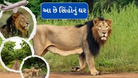ગુજરાતના આ સ્થળ પર તમે કરી શકો છો સિંહ દર્શન ગુજરાતના આ સ્થળ પર તમે કરી શકો છો સિંહ દર્શન