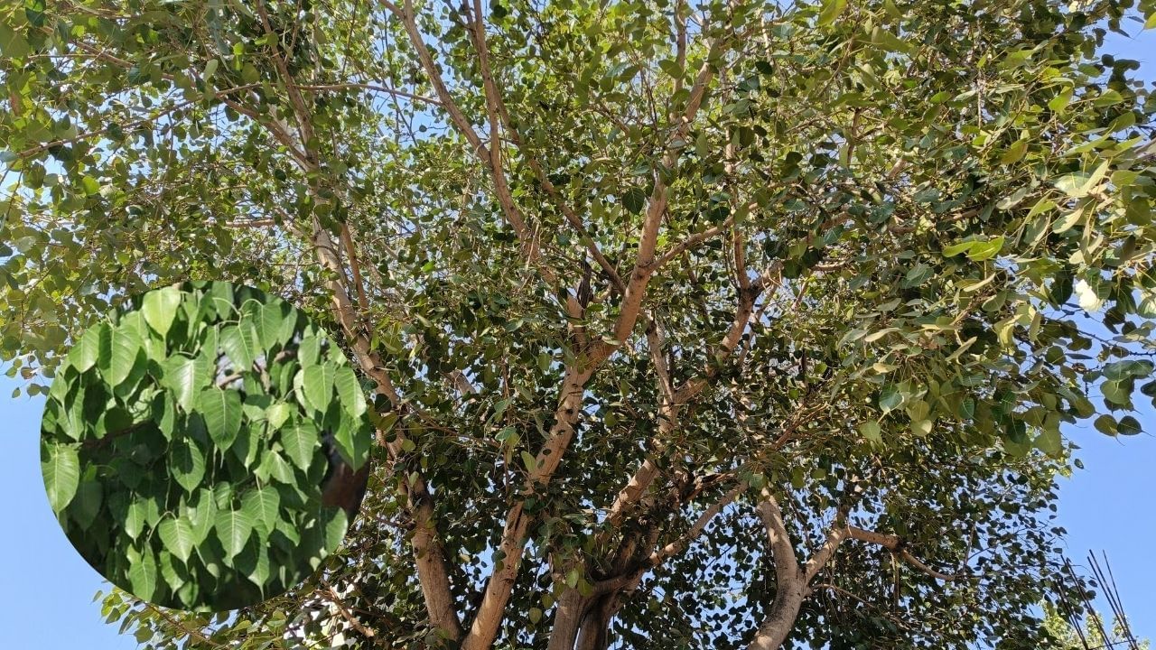 વાસ્તુશાસ્ત્ર અનુસાર, તુલસીની આસપાસ વડ, પીપળ અથવા અન્ય ઘન છાયા આપતા મોટા વૃક્ષ રોપવા ટાળવા જોઈએ. માન્યતા છે કે આવા વૃક્ષોની છાયા તુલસી પર પડવી અશુભ માનવામાં આવે છે. તુલસી હંમેશા એવી જગ્યાએ વાવવી જોઈએ જ્યાં તેને પૂરતો સૂર્યપ્રકાશ અને તાજી હવા મળે, જેથી તે સ્વસ્થ અને હરિયાળી રહી શકે.