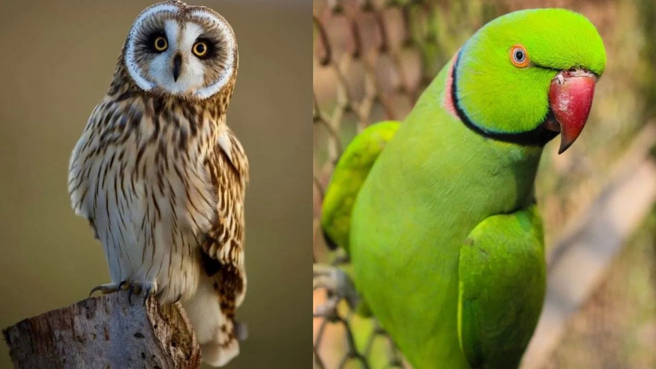 પોપટ કે ઘુવડ જોવું: વાસ્તુશાસ્ત્રમાં એવું માનવામાં આવે છે કે, જો તમને તમારી આસપાસ પોપટ કે ઘુવડ જેવા પક્ષીઓ દેખાય છે, તો તેને એક ખાસ સંકેત તરીકે જોવામાં આવે છે. વાસ્તુશાસ્ત્ર અનુસાર, આ પક્ષીઓ જોવાથી તમને નાણાકીય લાભ થઈ શકે છે અને તમને કોઈ સારા સમાચાર મળી શકે છે.