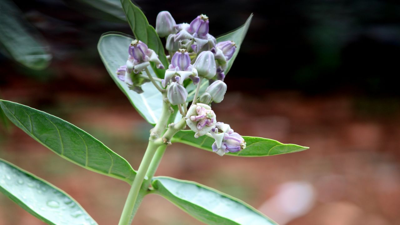 વાસ્તુશાસ્ત્ર મુજબ, એવા છોડ જેને કાપવા કે તોડવા પર દૂધિયું સફેદ પ્રવાહી નીકળે છે, તે તુલસીની નજીક વાવવાનું ટાળવું જોઈએ. માન્યતા છે કે આવા છોડ ઘરનાં વાતાવરણમાં નકારાત્મક અસર પેદા કરી શકે છે,જે વાસ્તુ દોષનું કારણ બની શકે છે અને પરિવારજનોના આરોગ્ય પર પણ પ્રતિકૂળ પ્રભાવ મૂકી શકે છે. ( નોંધ :ટીવી9 કોઈ પણ પ્રકારે અંધશ્રદ્ધાને પ્રોત્સાહન આપતુ નથી. આ અહેવાલ માત્ર ધાર્મિક માન્યતા અને લોકોમાં પ્રચલિત માન્યતા, રીત રિવાજને આધારે રજૂ કરવામાં આવેલ છે. ) (Credits: - Canva)