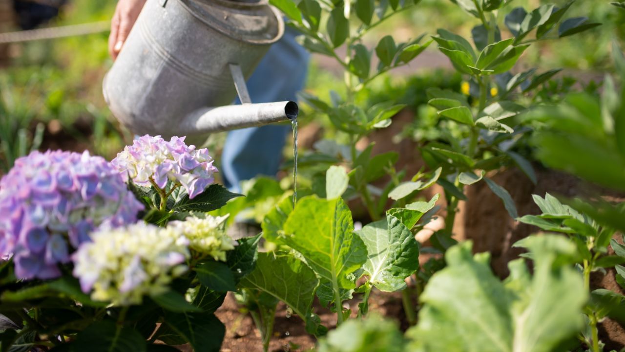 વાસ્તુશાસ્ત્ર મુજબ, તુલસીની આસપાસ એવા છોડ ન વાવવા જોઈએ જેને વધારાનું પાણી જરૂરી હોય. વધારે પાણી તુલસીના વૃદ્ધિ માટે અનુકૂળ નથી અને સતત ભેજવાળી જમીન તેના મૂળને નુકસાન પહોંચાડી શકે છે.આવી પરિસ્થિતિમાં તુલસીનો છોડ ધીમે ધીમે નબળો પડીને સુકાઈ શકે છે. (Credits: - Canva)