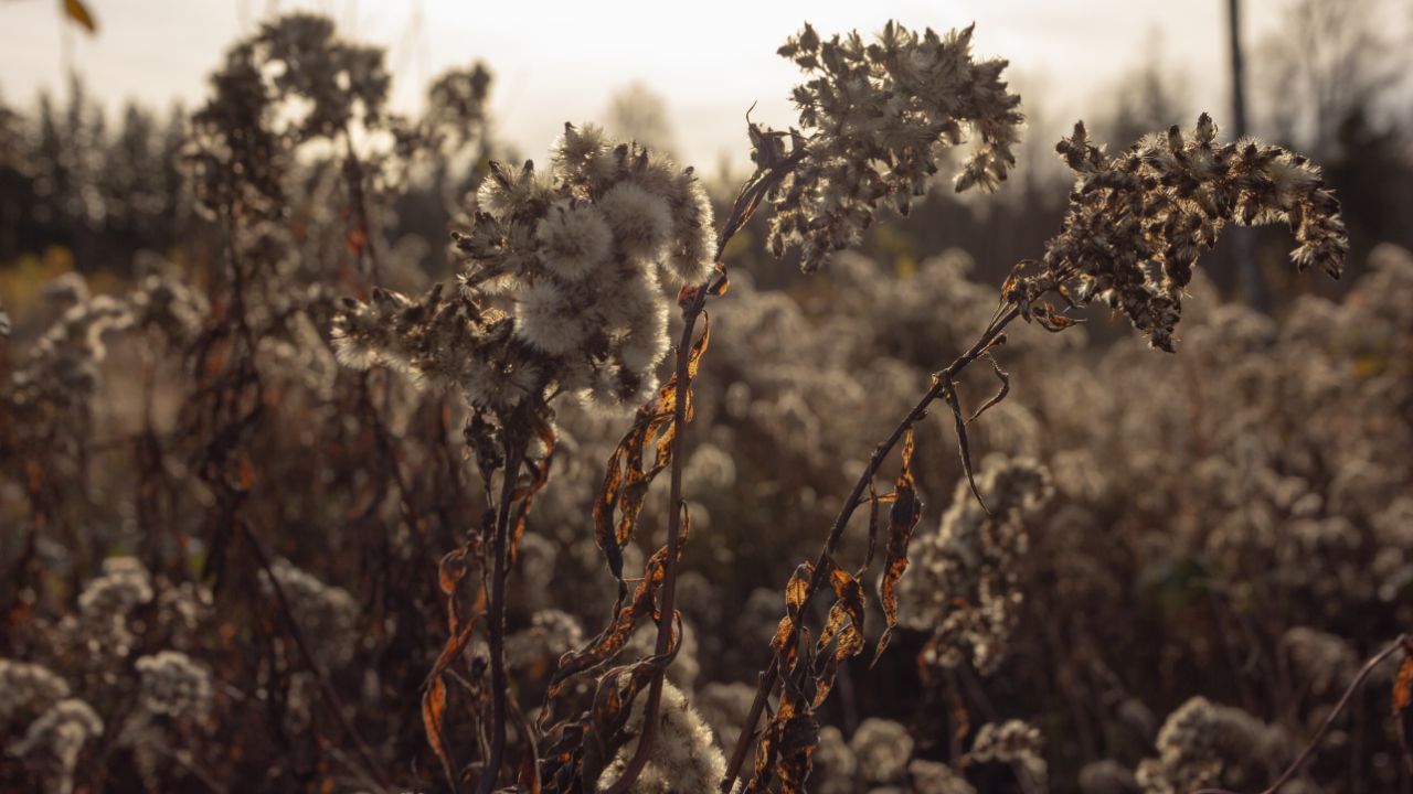 વાસ્તુશાસ્ત્રમાં સલાહ આપવામાં આવે છે કે તુલસીની નજીક ક્યારેય સુકાઈ ગયેલા છોડ ન રાખવા જોઈએ. માન્યતા છે કે આવા સુકાયેલા છોડ નકારાત્મક ઊર્જાનું સ્ત્રોત બની શકે છે, જે ઘરમાં નકારાત્મકતા વધારી શકે છે અને વાસ્તુ દોષ ઉત્પન્ન કરી શકે છે. (Credits: - Canva)