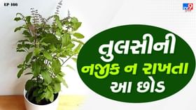 તુલસીની નજીક ભૂલથી પણ આ છોડ ન લગાવતા, થશે મોટું નુકસાન તુલસીની નજીક ભૂલથી પણ આ છોડ ન લગાવતા, થશે મોટું નુકસાન