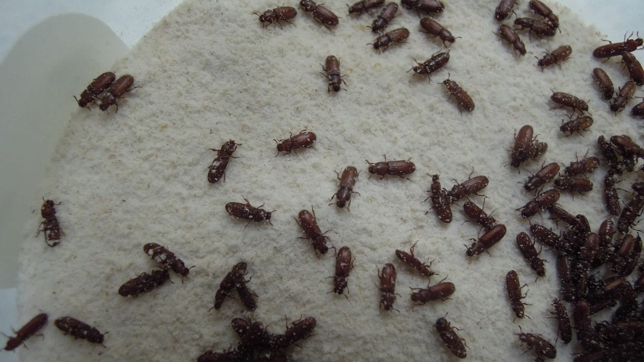 હવાચુસ્ત કન્ટેનરનો ઉપયોગ કરો: ઘરોમાં લોટ સંગ્રહ કરવા માટે સ્ટીલ અથવા મિશ્ર ધાતુના વાસણોનો ઉપયોગ ઘણીવાર થાય છે. પરંતુ આ વાસણોની કિનારીઓ આપણે વિચારીએ છીએ તેટલી એરટાઈટ નથી હોતી. આવી સ્થિતિમાં આ વાસણોના ઢાંકણની કિનારીઓ વચ્ચેની જગ્યા દ્વારા ધનેરા અથવા જંતુઓ લોટમાં પ્રવેશ કરે છે. તેથી જ હવાચુસ્ત કન્ટેનરનો ઉપયોગ કરો જેથી જીવાત લોટમાં પ્રવેશી ન શકે.