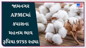 APMC Market Rates : જામનગર APMCમાં કપાસના મહત્તમ ભાવ રૂપિયા 9755 રહ્યા