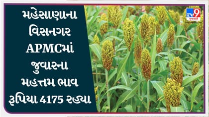 APMC: મહેસાણાના વિસનગર APMCમાં જુવારના મહત્તમ ભાવ રૂપિયા 4175 રહ્યા