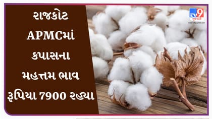 APMC Market Rates : રાજકોટ APMCમાં કપાસના મહત્તમ ભાવ રૂપિયા 7900 રહ્યા