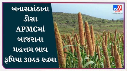 APMC : બનાસકાંઠાના ડીસા APMCમાં બાજરાના મહત્તમ ભાવ રૂપિયા 3045 રહ્યા