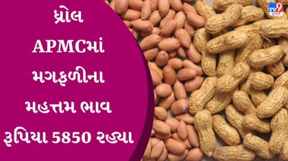 APMC Market Rates : ધ્રોલ APMCમાં મગફળીના મહત્તમ ભાવ રૂપિયા 5850 રહ્યા