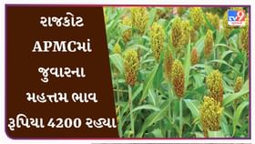 APMC Market Rates: રાજકોટ APMCમાં જુવારના મહત્તમ ભાવ રૂપિયા 4200 રહ્યા