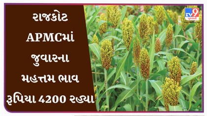 APMC Market Rates: રાજકોટ APMCમાં જુવારના મહત્તમ ભાવ રૂપિયા 4200 રહ્યા