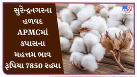 APMC : સુરેન્દ્રનગરના હળવદ APMCમાં કપાસના મહત્તમ ભાવ રૂપિયા 7850 રહ્યા