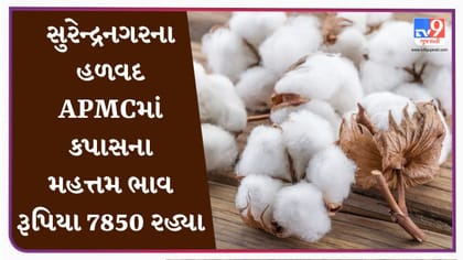 APMC : સુરેન્દ્રનગરના હળવદ APMCમાં કપાસના મહત્તમ ભાવ રૂપિયા 7850 રહ્યા