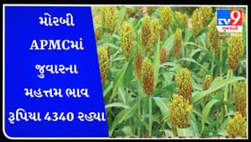 APMC Market Rates : મોરબી APMCમાં જુવારના મહત્તમ ભાવ રૂપિયા 4340 રહ્યા