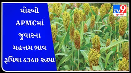 APMC Market Rates : મોરબી APMCમાં જુવારના મહત્તમ ભાવ રૂપિયા 4340 રહ્યા