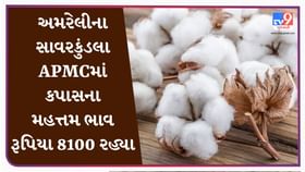 APMC : અમરેલીના સાવરકુંડલા APMCમાં કપાસના મહત્તમ ભાવ રૂપિયા 8100 રહ્યા