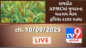APMC Market Rates: રાજકોટ APMCમાં જુવારના મહત્તમ ભાવ રૂપિયા 4195 રહ્યા