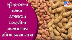 APMC: સુરેન્દ્રનગરના હળવદ APMCમાં મગફળીના મહત્તમ ભાવ રૂપિયા 6420 રહ્યા