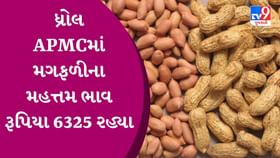 APMC Market Rates : ધ્રોલ APMCમાં મગફળીના મહત્તમ ભાવ રૂપિયા 6325 રહ્યા