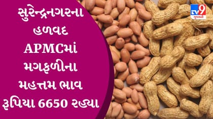 APMC: સુરેન્દ્રનગરના હળવદ APMCમાં મગફળીના મહત્તમ ભાવ રૂપિયા 6650 રહ્યા