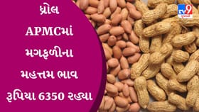 APMC Market Rates : ધ્રોલ APMCમાં મગફળીના મહત્તમ ભાવ રૂપિયા 6350 રહ્યા