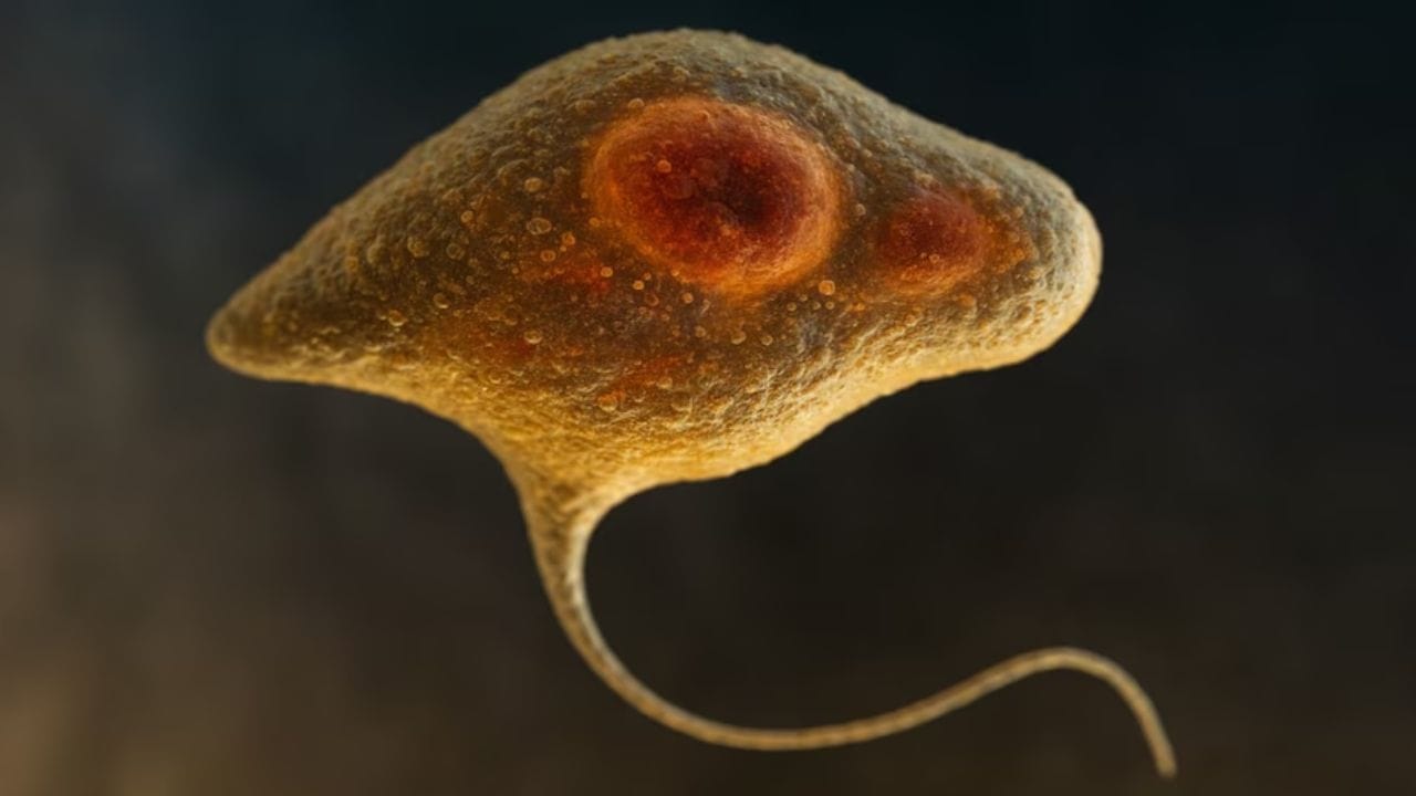 આ વર્ષે અત્યાર સુધીમાં કેરળમાં અમીબિક મેનિન્ગોએન્સેફાલીટીસના 67 કેસ નોંધાયા છે, જેમાંથી 18 લોકોના મોત થયા છે. વધતા જતા કેસોને ધ્યાનમાં રાખીને આરોગ્ય પ્રધાન વીણા જ્યોર્જે પાણીની સલામતી માટે તાત્કાલિક પગલાં લેવા અને તેનો સામનો કરવા સૂચનાઓ આપી છે.
