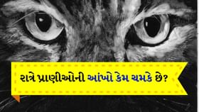 રાત્રે આ પ્રાણીઓની આંખો કેમ ચમકે છે? રાત્રે આ પ્રાણીઓની આંખો કેમ ચમકે છે?