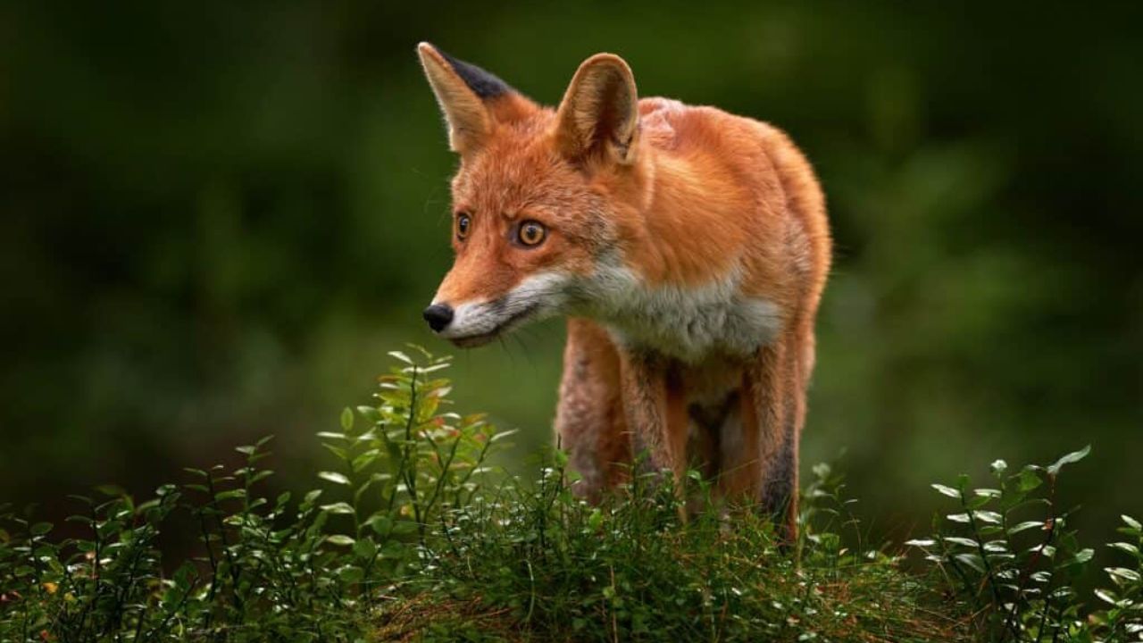 બિલાડી, કૂતરા, હરણ, રેકૂન અને મગર જેવા કેટલાક પ્રાણીઓ રાત્રે વધુ એક્ટિવ હોય છે. જેમ જેમ તમે ફ્લેશલાઇટ ચાલુ કરો છો અથવા કારની હેડલાઇટ તેમના પર પડે છે, તેમની આંખોમાં એક તેજસ્વી ચમક દેખાય છે.