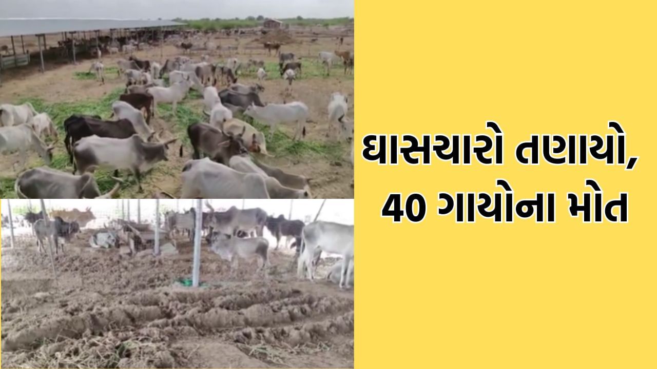બનાસકાંઠામાં ગૌશાળાની 40 ગાયોના મોત, ઘાસચારો પણ બરબાદ થતા સરકાર સમક્ષ સહાયની માગ- Video