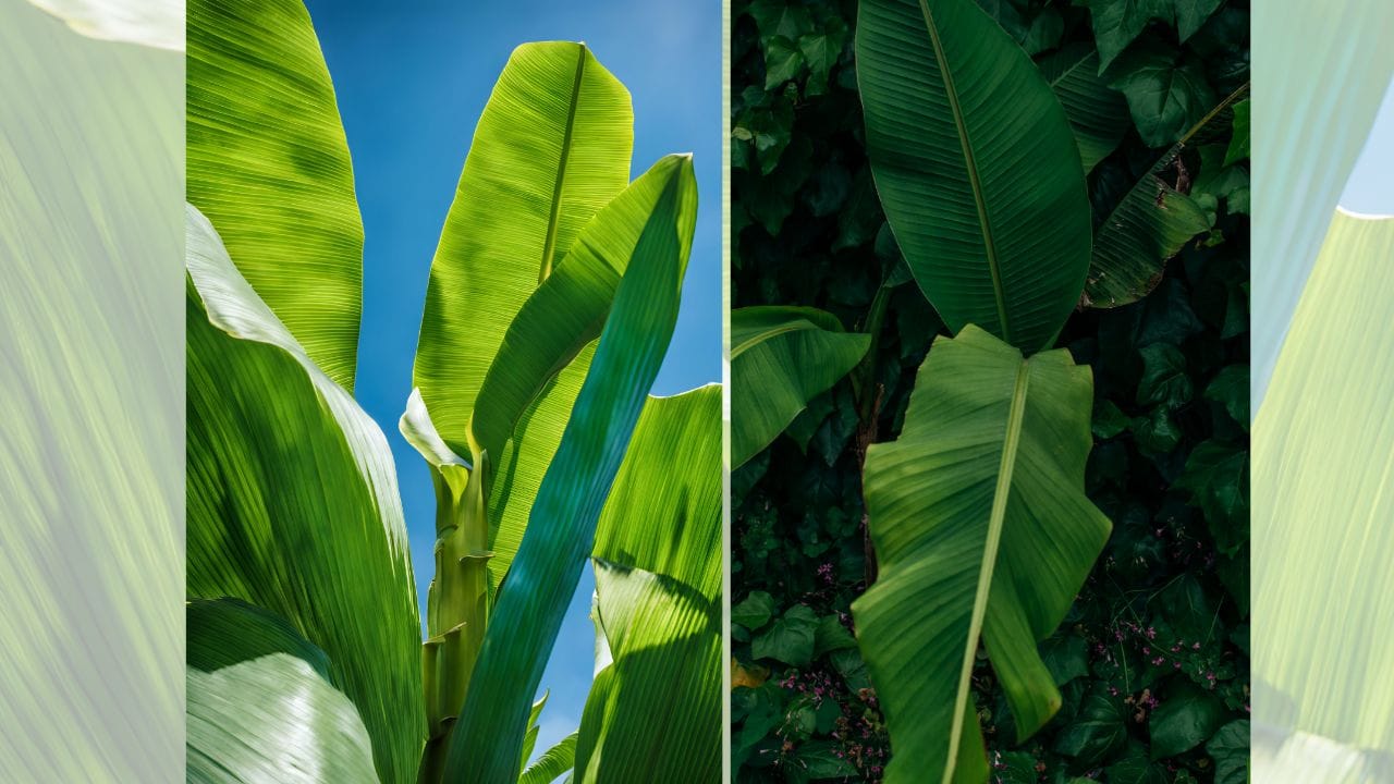 હિંદુ પરંપરા મુજબ, જ્યારે કેળાના છોડની પૂજા કરવામાં આવે ત્યારે પીળા રંગના વસ્ત્રો ધારણ કરવાનું શુભ માનવામાં આવે છે, કારણ કે પીળો રંગ ગુરુ ગ્રહ અને સકારાત્મક ઊર્જાનું પ્રતીક છે. આ વિધિ દરમિયાન જો કેળાના છોડને હળદર, ગોળ તથા ચણાની દાળ અર્પણ કરવામાં આવે, તો તેને વિશેષ પુણ્યદાયી અને કલ્યાણકારી માનવામાં આવે છે. (Credits: - Canva)