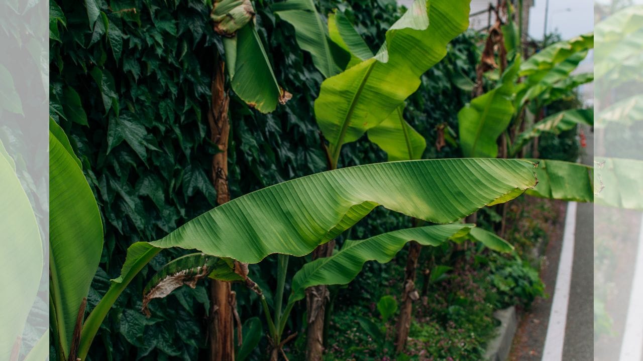 જો કેળાના છોડના મૂળને ઘરે લાવીને તેને પીળા દોરાથી બાંધી તિજોરીમાં શાંતિપૂર્વક સ્થાપિત કરવામાં આવે, તો માન્યતા છે કે આ ઉપાયથી આર્થિક મુશ્કેલીઓ હળવી થાય છે અને ઘરમાં સમૃદ્ધિ વધવા લાગે છે. ( નોંધ :ટીવી9 કોઈ પણ પ્રકારે અંધશ્રદ્ધાને પ્રોત્સાહન આપતુ નથી. આ અહેવાલ માત્ર ધાર્મિક માન્યતા અને લોકોમાં પ્રચલિત માન્યતા, રીત રિવાજને આધારે રજૂ કરવામાં આવેલ છે. ) (Credits: - Canva)